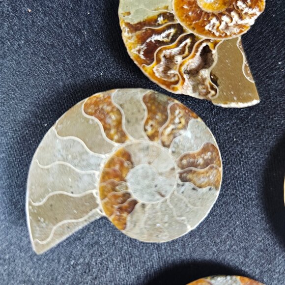 Ammonite Half - Picture 2 of 6